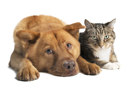 Στείρωση σκύλου και γάτας