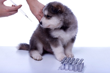Ανοσία και εμβόλια σε σκύλους και γάτες