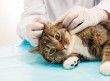 Τοπική θεραπεία ωτίτιδας σκύλου και γάτας