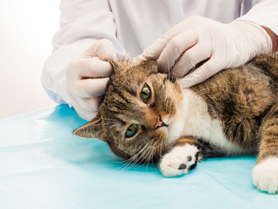 Τοπική θεραπεία ωτίτιδας σκύλου και γάτας