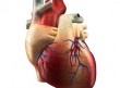 Πως λειτουργεί η καρδιά;
