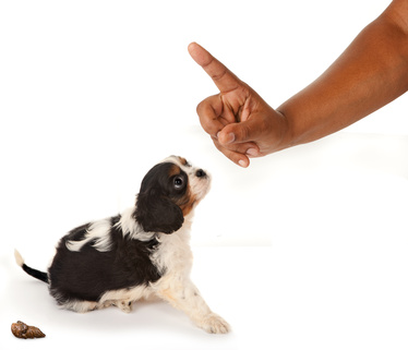 Προβλήματα στη συμπεριφορά ούρησης και αφόδευσης του σκύλου