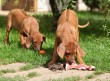 Ζητήματα υγιεινής ωμής τροφής για σκύλους | BARF