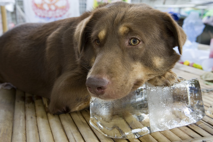 H θερμοπληξία στο σκύλο - Πως προκαλείται και Πρώτες Βοήθειες