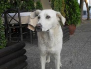 Max, Ημ. Καναδέζικο Λυκόσκυλο με Λαμπραντόρ, προς υιοθεσία!