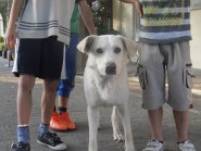 Max, Ημ. Καναδέζικο Λυκόσκυλο με Λαμπραντόρ, προς υιοθεσία!