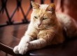 Χρησιμοποιήστε τη σωστή αμπούλα – μη δηλητηριάζετε τη γάτα σας